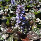5 Black Scallop Live Plant Dark Color Ajuga Blue Flowers Ground Cover Perennial