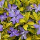 1 Illumination Vinca Variegated Creeping Myrtle Periwinkle Live Rare Plants