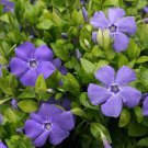 Myrtle Periwinkle Live Rare Plants 2 Illumination Vinca Variegated Creeping