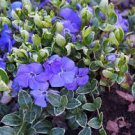 Vinca Variegated Creeping Myrtle Periwinkle Live Rare Plants 4 Illumination