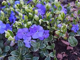Vinca Variegated Creeping Myrtle Periwinkle Live Rare Plants 4 Illumination