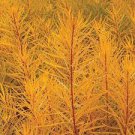 1 Butterscotch Threadleaf Amsonia hubrichtii BlueStar Blue Flowers Live Plant Yellow