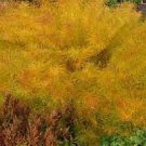 BlueStar Blue Flowers Live Plant Yellow 2 Butterscotch Threadleaf Amsonia hubrichtii