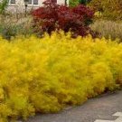 Live Plant Yellow 4 Butterscotch Threadleaf Amsonia hubrichtii BlueStar Blue Flowers