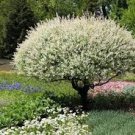 1 Live Plant Shrubs Salix Integra 'Hakuro Nishiki' White Dappled Willow