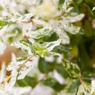 Dappled Willow 4 Live Plant Shrubs Salix Integra 'Hakuro Nishiki' White
