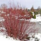 Live Plant Fast Growing Trees 2 Red Twig Ivory Halo Dogwood Variegated Leaf