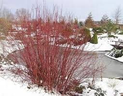 Live Plant Fast Growing Trees 2 Red Twig Ivory Halo Dogwood Variegated Leaf