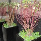 Dogwood Variegated Leaf Live Plant Fast Growing Trees 4 Red Twig Ivory Halo