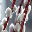 Shade Salix Bush Tree Small Starter Fast Growing Tree 2 Shrubs Pussy Willow Gray Live Plant