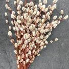 Starter Fast Growing Tree 4 Shrubs Pussy Willow Gray Live Plant Shade Salix Bush Tree Small