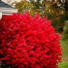 1 Shrubs Burning Bush Seedlings Euonymus alatus Live Plant
