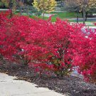 Euonymus alatus Live Plant 2 Shrubs Burning Bush Seedlings For Garden