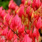 10 Pack Burning Bush Seedlings Euonymus alatus Shrubs Live Plant
