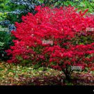 Seedlings Euonymus alatus 20 Pack Burning Bush Shrubs Live Plant
