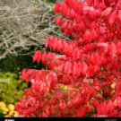 Live Plant Seedlings Euonymus alatus 40 Pack Burning Bush Shrubs