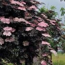 Live Plants Fast Growing Tree Shrub Plant Rare 1 Black Laced Sambucus