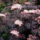 2 Live Plants Fast Growing Tree Shrub Plant Rare Black Laced Sambucus