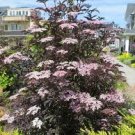 Tree Shrub Plant Rare Black Laced Sambucus 4 Live Plants Fast Growing