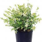 1 White Willow Japanese Dappled Salix 'Hakuro Nishiki' Tree Live Plant