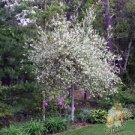 Live Plant 4 White Willow Japanese Dappled Salix 'Hakuro Nishiki' Tree
