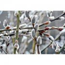 Salix Bush Tree Fast Growing Tree Spring Flowers Winter 2 White Giant Pussy Willow Gray Live Plant