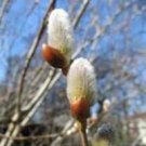 Salix Bush Tree Flowers Winter 1 White Giant Pussy Willow Gray Live Plant