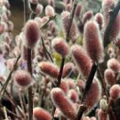 Winter 4 White Giant Pussy Willow Gray Live Plant Salix Bush Tree Flowers