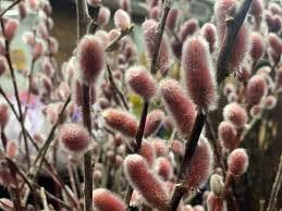 Winter 4 White Giant Pussy Willow Gray Live Plant Salix Bush Tree Flowers
