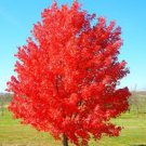 Trees 2 Red Maple Tree Live Plant eedling Fast Growing