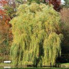1 Niobe Golden Weeping Willow Tree Seedling Fast Growing Trees