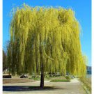 Tree Seedling Fast Growing Trees 2 Niobe Golden Weeping Willow