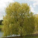 Trees 4 Tree Seedling Fast Growing  Niobe Golden Weeping Willow