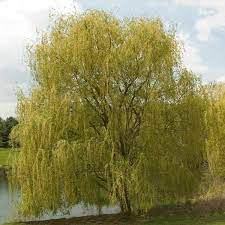 Trees 4 Tree Seedling Fast Growing  Niobe Golden Weeping Willow