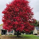 1 Northern Red Oak Tree Seedling Fall Colour Red Beauty Live Plant
