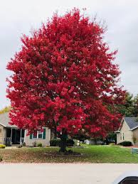 1 Northern Red Oak Tree Seedling Fall Colour Red Beauty Live Plant