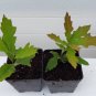 1 Northern Red Oak Tree Seedling Fall Colour Red Beauty Live Plant