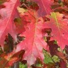 Seedling Fall Colour Red Beauty Live Plant 2 Northern Red Oak Tree