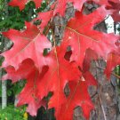 Beauty Live Plant 4 Northern Red Oak Tree Seedling Fall Colour Red