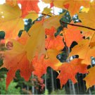 1 Orange Sugar Maple Tree Live Plant Seedling Fast Growing Trees