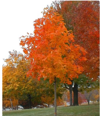 Trees 4 Orange Sugar Seedling Fast Growing Maple Tree Live Plant