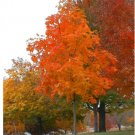 Trees 4 Orange Sugar Seedling Fast Growing Maple Tree Live Plant