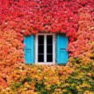 1 Vine Boston Ivy Colorful Fall Foliage Fast Growing Plants Perennial Potted plant Live Rooted