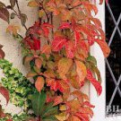 Plants Perennial Potted plant Live Rooted 2 Vine Boston Ivy Colorful Fall Foliage Fast Growing
