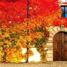 Plant Live Rooted 4 Vine Boston Ivy Colorful Fall Foliage Fast Growing Plants Perennial Potted
