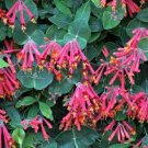 1 Major Wheeler Honeysuckle Vine Flower Live Plant
