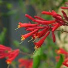 4 Flower Live Plant Major Wheeler Honeysuckle Vine For Garden