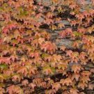 2 Boston Ivy Fast Growing Plants Live Plant Perennial For Garden