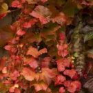 Plants Live Plant Perennial For Garden 4 Boston Ivy Fast Growing