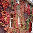 8 Plants Live Plant Perennial For Garden Boston Ivy Fast Growing